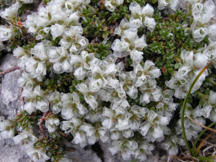 Paronychia kapela ssp. kapela / Paronychia della Kapela